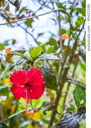 Image of red hibiscus, Okinawa, resort area Image of red hibiscus, Okinawa, resort area 90431386