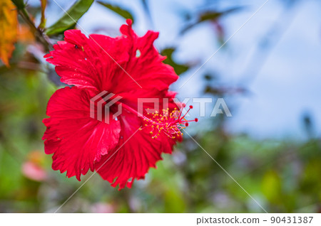 Image of red hibiscus, Okinawa, resort area Image of red hibiscus, Okinawa, resort area 90431387