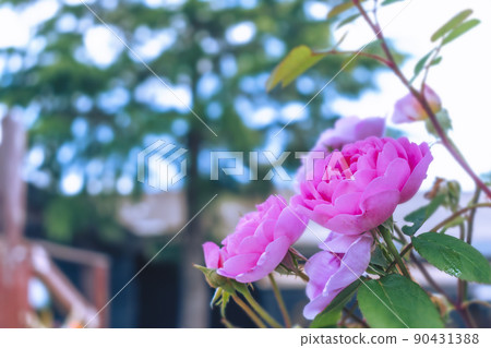 Pink roses blooming in the spring rose garden Pink roses blooming in the spring rose garden 90431388