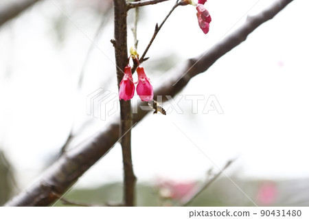 Mountain cherry blossom 90431480