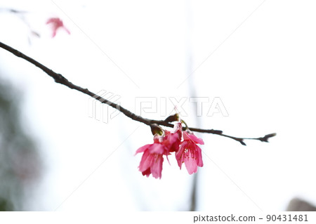 Mountain cherry blossom 90431481