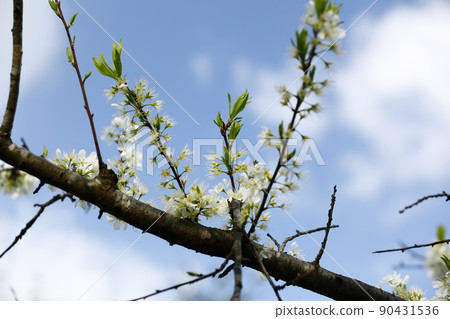 Li Hua Li Hua 90431536