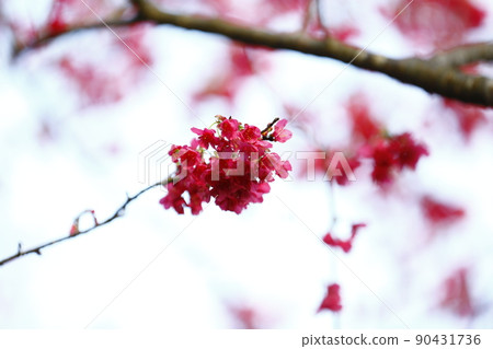 山櫻花 90431736