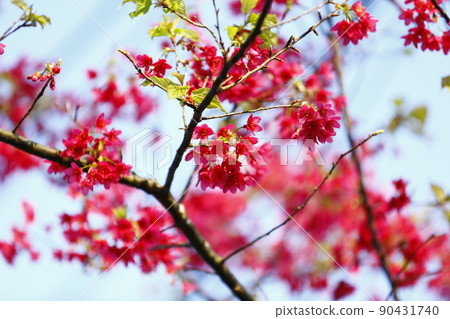 山櫻花 山櫻花 90431740