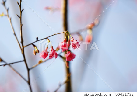 Mountain cherry blossom Mountain cherry blossom 90431752