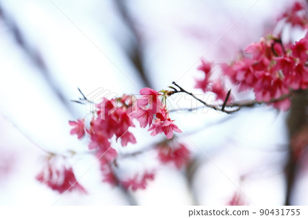 山櫻花 山櫻花 90431755