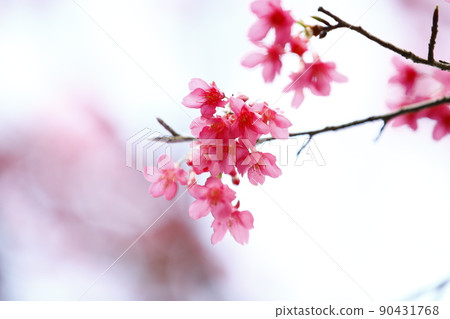 Mountain cherry blossom 90431768