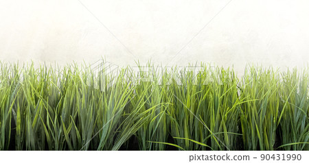 Green ornamental grass Green ornamental grass 90431990