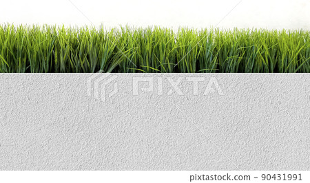 Green ornamental grass close-up background 90431991