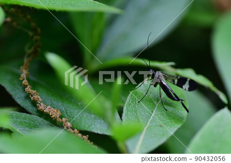 Scorpionfly perched on a leaf (Saitama Prefecture / May) Scorpionfly perched on a leaf (Saitama Prefecture / May) 90432056