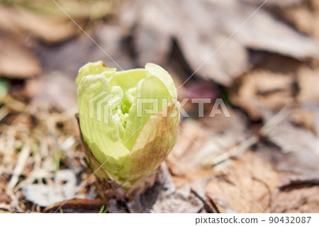 Butterbur sprout that has begun to bloom in the field Butterbur sprout that has begun to bloom in the field 90432087