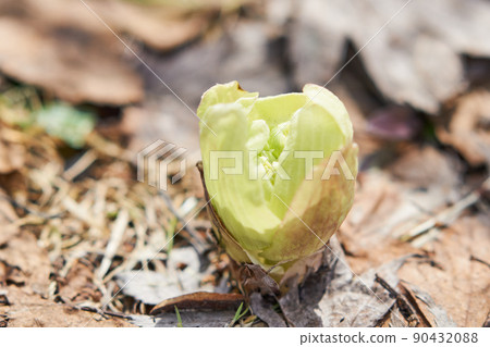 Butterbur sprout that has begun to bloom in the field Butterbur sprout that has begun to bloom in the field 90432088