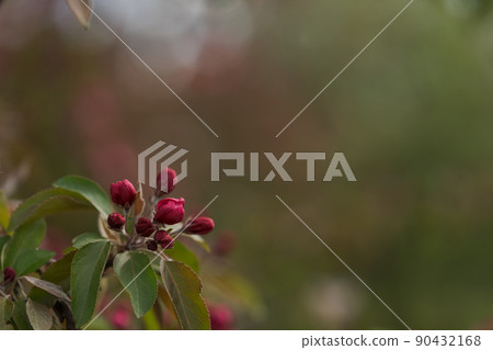 Purple flowers on apple tree in late spring 90432168