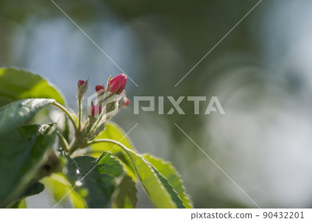 Apple tree blossom in late spring 90432201