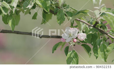 Closeup shot of blossoming apple tree Closeup shot of blossoming apple tree 90432233