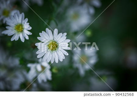 Cute White Cutter flower in garden, flower background Cute White Cutter flower in garden, flower background 90432568