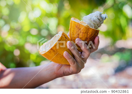 Farmer holding a fresh cacao pods in a organic farm. Farmer holding a fresh cacao pods in a organic farm. 90432861