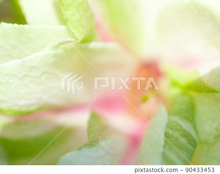 已開始變紅的綠色櫻花花瓣特寫圖 90433453