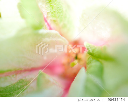 已開始變紅的綠色櫻花花瓣特寫圖 90433454