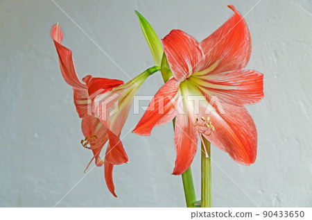 Decorative indoor flower amaryllis Decorative indoor flower amaryllis 90433650