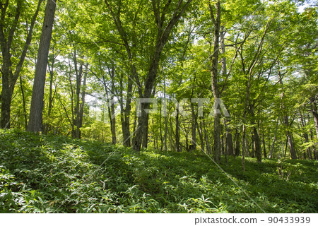 日光國立公園散步林 90433939