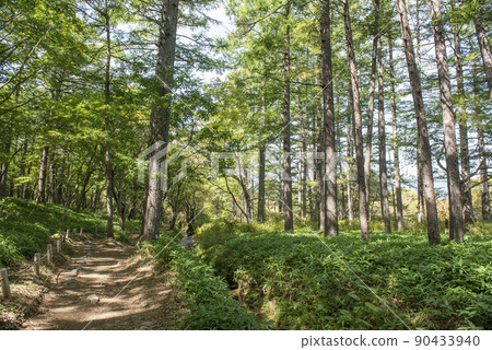 日光國立公園散步林 日光國立公園散步林 90433940