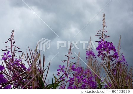 Blooming Willow herb, Ivan tea on blue sky. Willow-herb meadow. willow-herb tea, 90433959