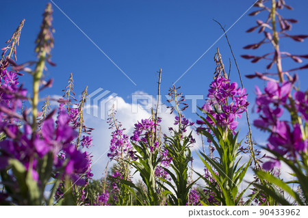 Blooming Willow herb, Ivan tea on blue sky. Willow-herb meadow. willow-herb tea, 90433962