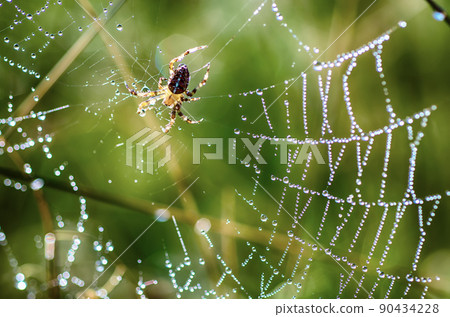 Large spider in the web 90434228