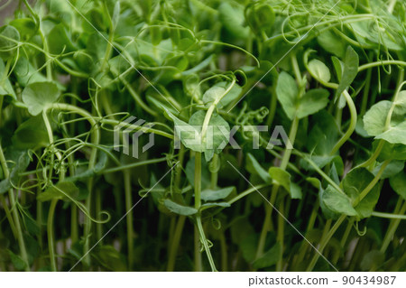 Background with microgreens of peas Background with microgreens of peas 90434987