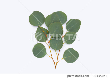 Green leaves of eucalyptus on white 90435042