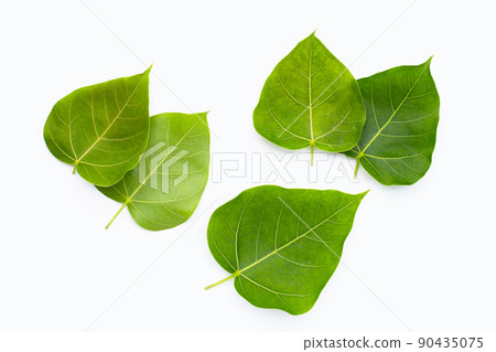 Green bodhi leaf on a white background. Green bodhi leaf on a white background. 90435075