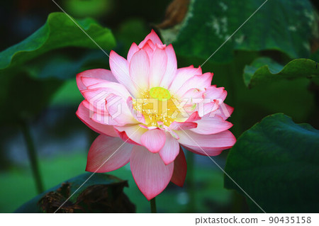 牡丹蓮花、菩薩蓮花、菩薩蓮花 牡丹蓮花、菩薩蓮花、菩薩蓮花 90435158