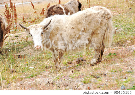 Central Asia Uzbekistan Almaty Medio Chin Black Yak Central Asia Uzbekistan Almaty Medio Chin Black Yak 90435195