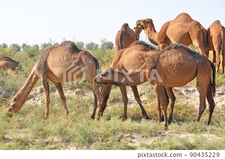 土庫曼斯坦 Karakum 沙漠 Marguche 遺址單峰駱駝 土庫曼斯坦 Karakum 沙漠 Marguche 遺址單峰駱駝 90435229