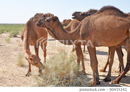 Turkmenistan Karakum Desert Marguche Ruins Dromedary Turkmenistan Karakum Desert Marguche Ruins Dromedary 90435341