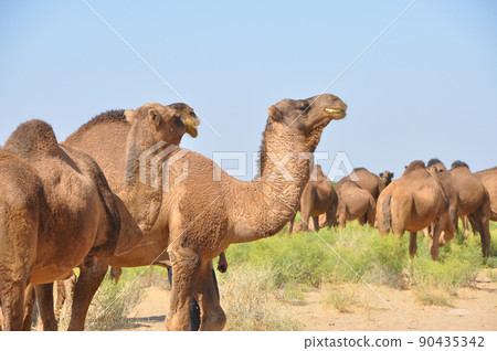 Turkmenistan Karakum Desert Marguche Ruins Dromedary Turkmenistan Karakum Desert Marguche Ruins Dromedary 90435342