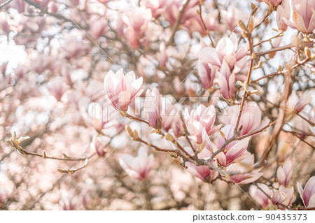Soft delicate pink blooming magnolia in the rays of sunlight background in spring closeup. Flowering magnolia tree. Soft delicate pink blooming magnolia in the rays of sunlight background in spring closeup. Flowering magnolia tree. 90435373