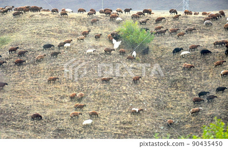 Turkey Alas Red Soil Mountain Pass Sheep Flock Turkey Alas Red Soil Mountain Pass Sheep Flock 90435450