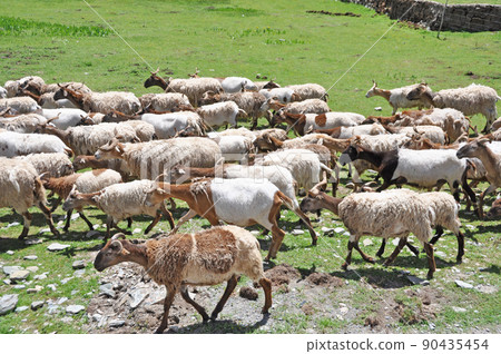 A flock of sheep moving in the grasslands of Duosongxiang, Henan County, Qinghai Province, China A flock of sheep moving in the grasslands of Duosongxiang, Henan County, Qinghai Province, China 90435454