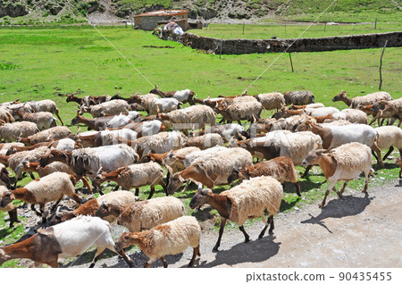 A flock of sheep moving in the grasslands of Duosongxiang, Henan County, Qinghai Province, China A flock of sheep moving in the grasslands of Duosongxiang, Henan County, Qinghai Province, China 90435455
