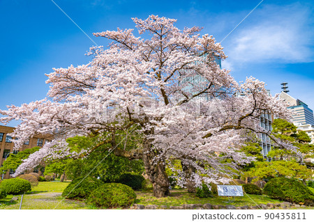 Cherry blossoms and blue sky in full bloom Tohoku University Katahira Campus (Sendai City, Miyagi Prefecture) Cherry blossoms and blue sky in full bloom Tohoku University Katahira Campus (Sendai City, Miyagi Prefecture) 90435811