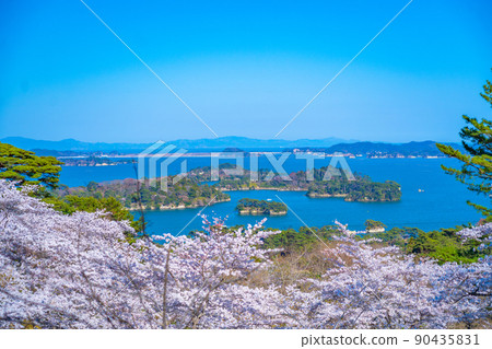 日本三大名勝之一的松島,從西行松園看到的櫻花和松島灣的藍天(宮城縣松島町) 日本三大名勝之一的松島,從西行松園看到的櫻花和松島灣的藍天(宮城縣松島町) 90435831