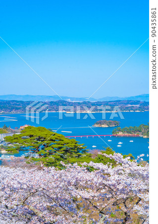 日本三大名勝之一的松島，從西行松園看到的櫻花和松島灣的藍天（宮城縣松島町） 90435861