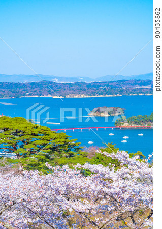 日本三大名勝之一的松島，從西行松園看到的櫻花和松島灣的藍天（宮城縣松島町） 90435862