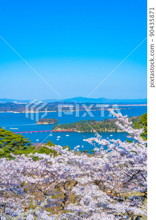 日本三大名勝之一的松島，從西行松園看到的櫻花和松島灣的藍天（宮城縣松島町） 90435871