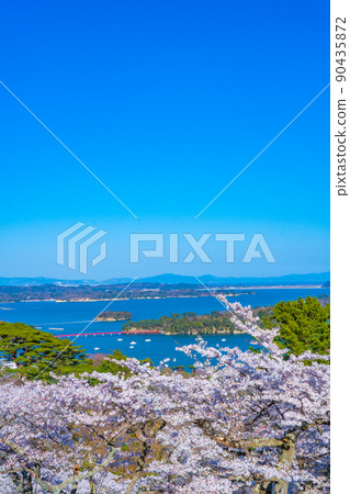Matsushima, one of the three most scenic spots in Japan, the cherry blossoms seen from the westbound pine park and the blue sky of Matsushima Bay (Matsushima Town, Miyagi Prefecture) Matsushima, one of the three most scenic spots in Japan, the cherry blossoms seen from the westbound pine park and the blue sky of Matsushima Bay (Matsushima Town, Miyagi Prefecture) 90435872