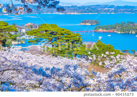 Matsushima, one of the three most scenic spots in Japan, the cherry blossoms seen from the westbound pine park and the blue sky of Matsushima Bay (Matsushima Town, Miyagi Prefecture) 90435873