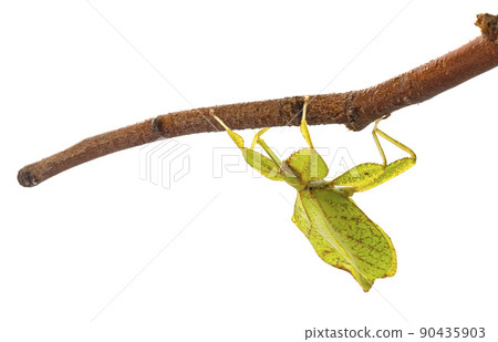stick insect in studio 90435903