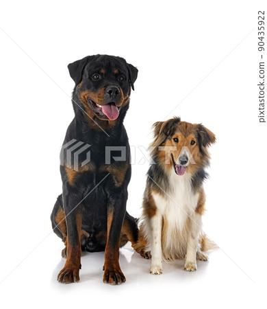 Shetland Sheepdog and rottweiler 90435922